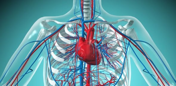 Cardiovascular System Terms Flashcards